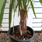 Palma konopná (Trachycarpus fortunei) - výška kmeňa 20-30 cm, celková výška 100-120 cm, kont. C18L (-17°C) 